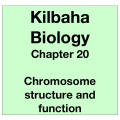 Biology Chapter 20 - Chromosome Structure and Function